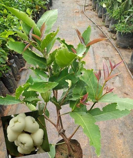 Water Apple (White) Plants — Apple sapling available at Agro Nursery Garden